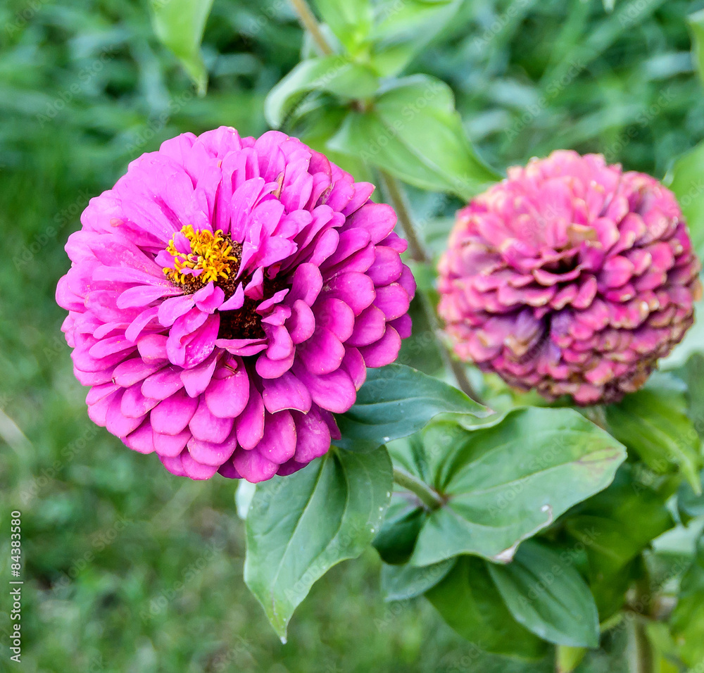 Fototapeta premium Purple zinnia flower, close up, green background