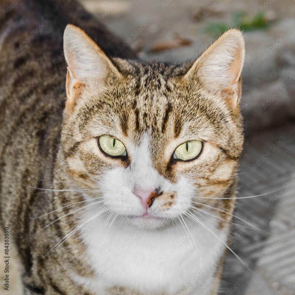 Brown striped domestic cat, green eyes, close up