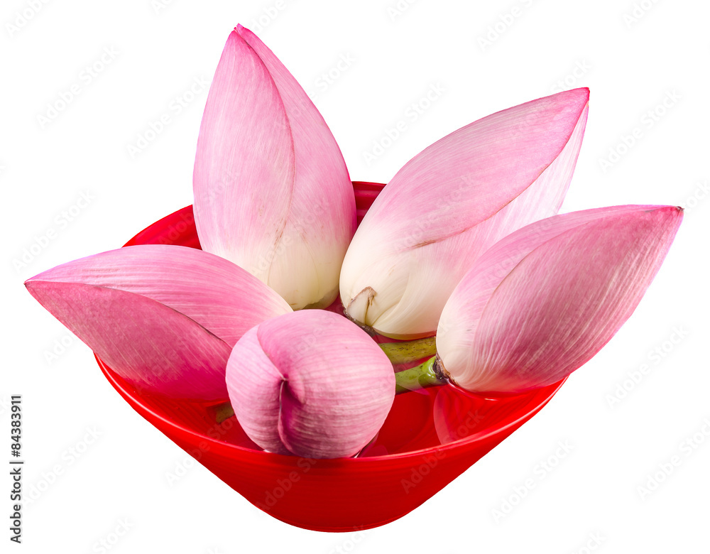 Pink Nelumbo nucifera flowers, Indian lotus, water lily, lotus.