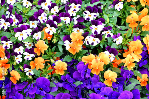 Fototapeta Naklejka Na Ścianę i Meble -  Field of colorful Pansy Flowers in Spring