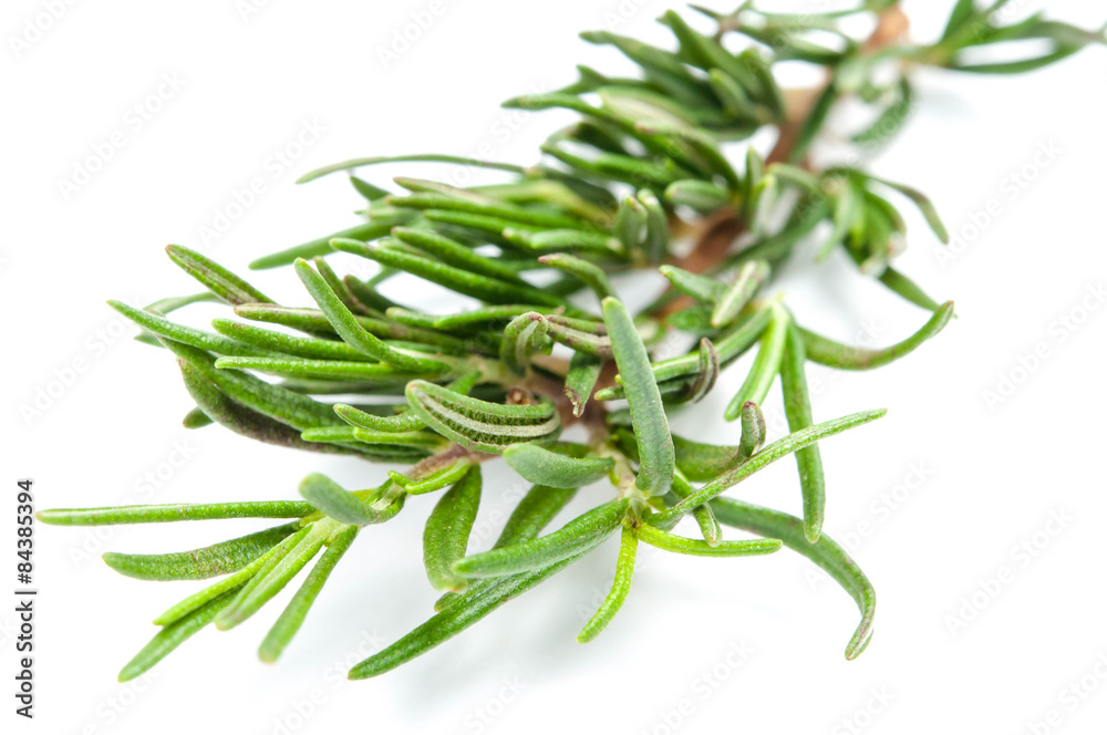 Fototapeta premium fresh rosemary isolated on white background