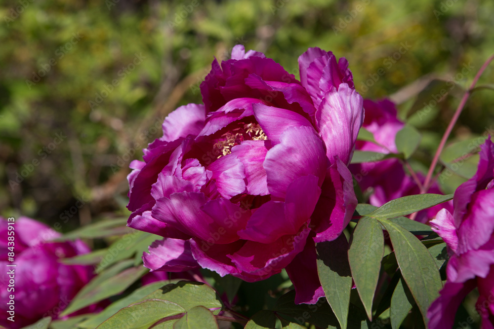 Blossoming peony in the garden of the Rodin museum in Paris