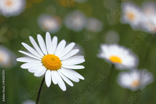 Marguerite