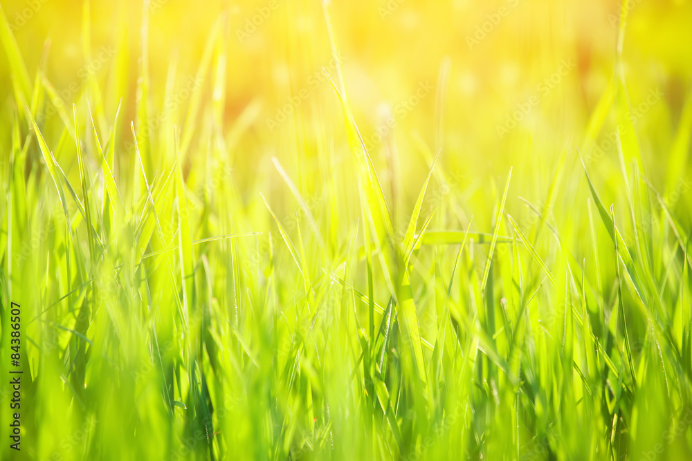 green grass in sunlight
