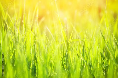 green grass in sunlight