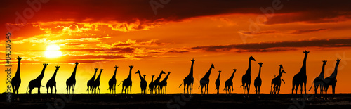 Giraffes silhouettes at sunset © Dmitry Pichugin