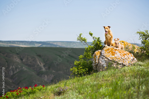 Two dogs sitting on a rock in a meadow in the mountains photo