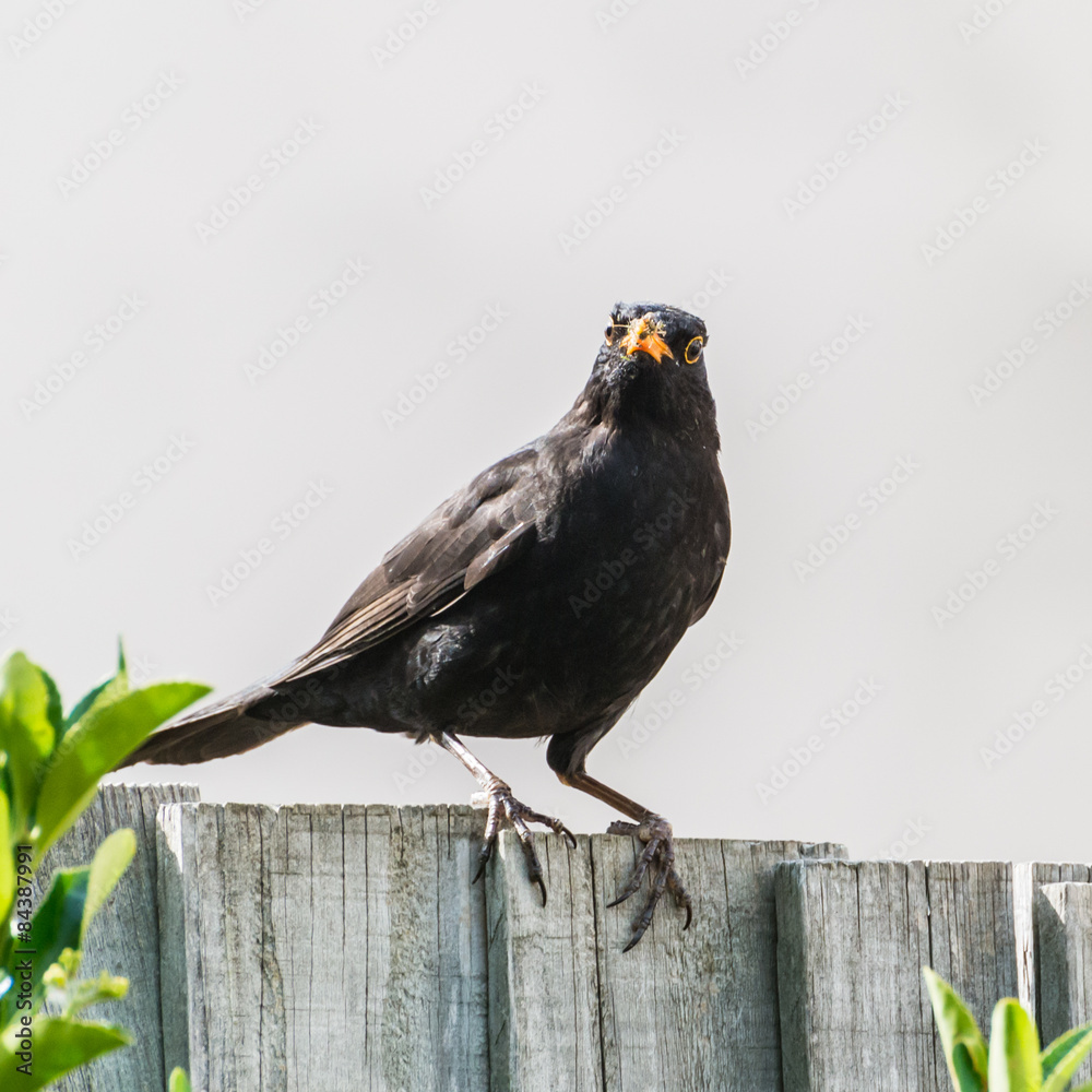 Fototapeta premium Foraging Blackbird