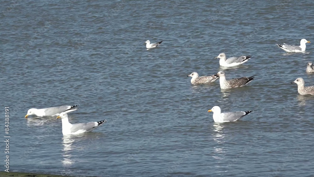 seagulls flying and swimming in the north sea seagulls flying and swimming in the north sea