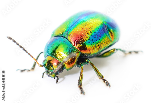 green beetle © Anatolii