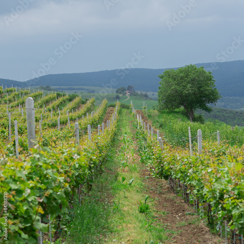 Obraz na płótnie Grape vineyard in Transylvania, Romania w salonie