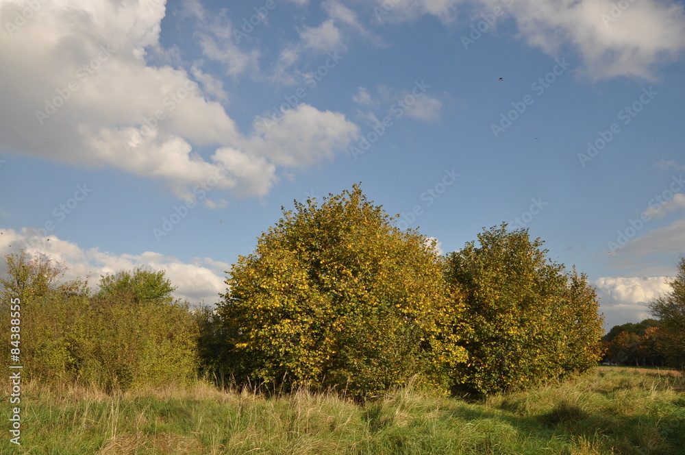 Obraz premium Büsche
