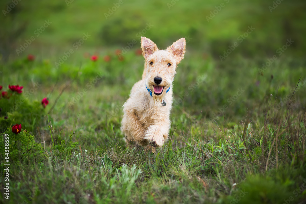 Terrier puppy runs on summer field