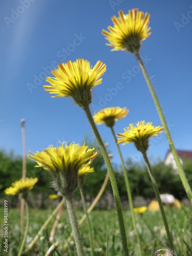 Dandelion flowers