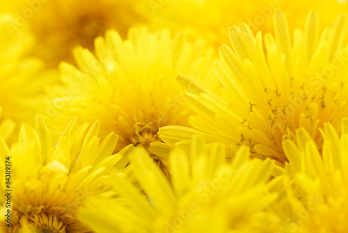 Fototapeta Naklejka Na Ścianę i Meble -  Dandelion background