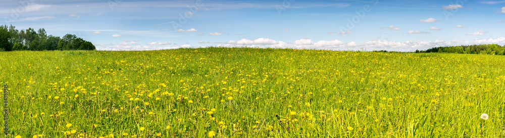 Panoramic view on blossoming field of dandelions