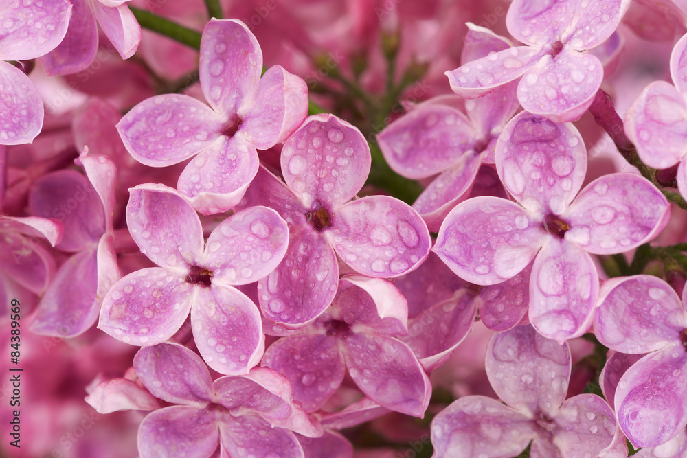 Lilac flowers after rain, close up. Lilac flowers after rain, close up.