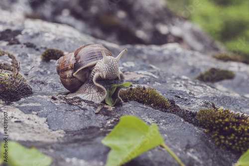Escargot en train de manger © PicsArt