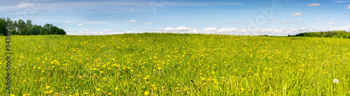 Panoramic view on blossoming field of dandelions