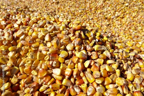 Corn Harvest in North Dakota