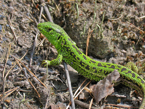 Little green lizard