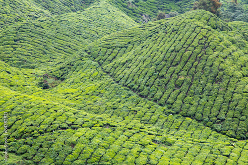 Tea Plantation At Cameron Highlands, Malaysia