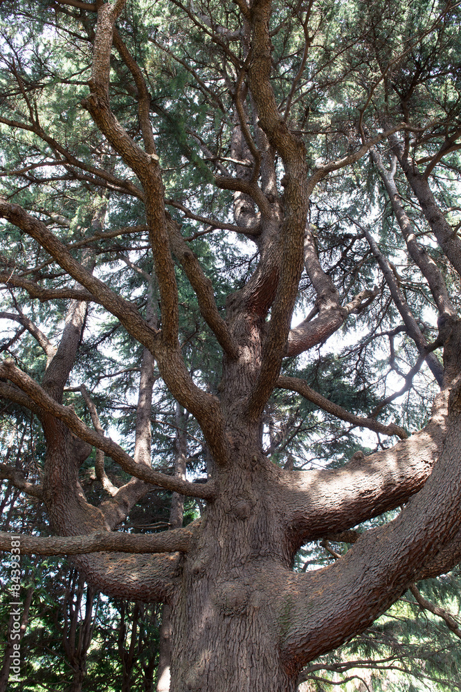 ヒマラヤスギ・Cedrus deodara