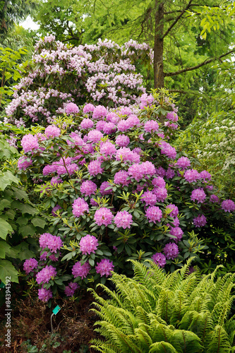 Obraz na płótnie Rhododendron ponticum w salonie