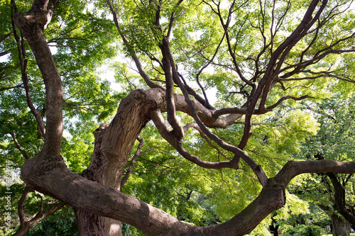 イロハモミジ・Acer palmatum 