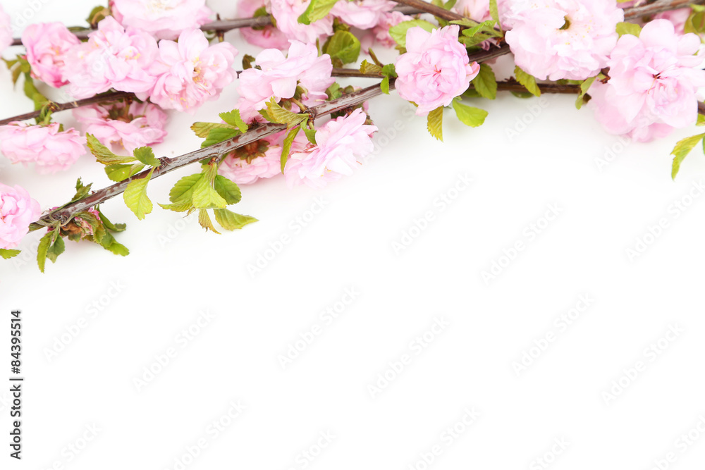 Spring flowering branch isolated on white Spring flowering branch isolated on white