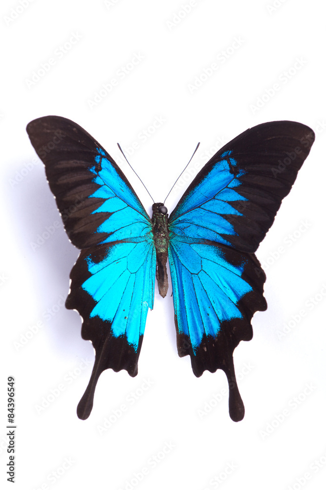 Fototapeta premium Blue and colorful butterfly on white background