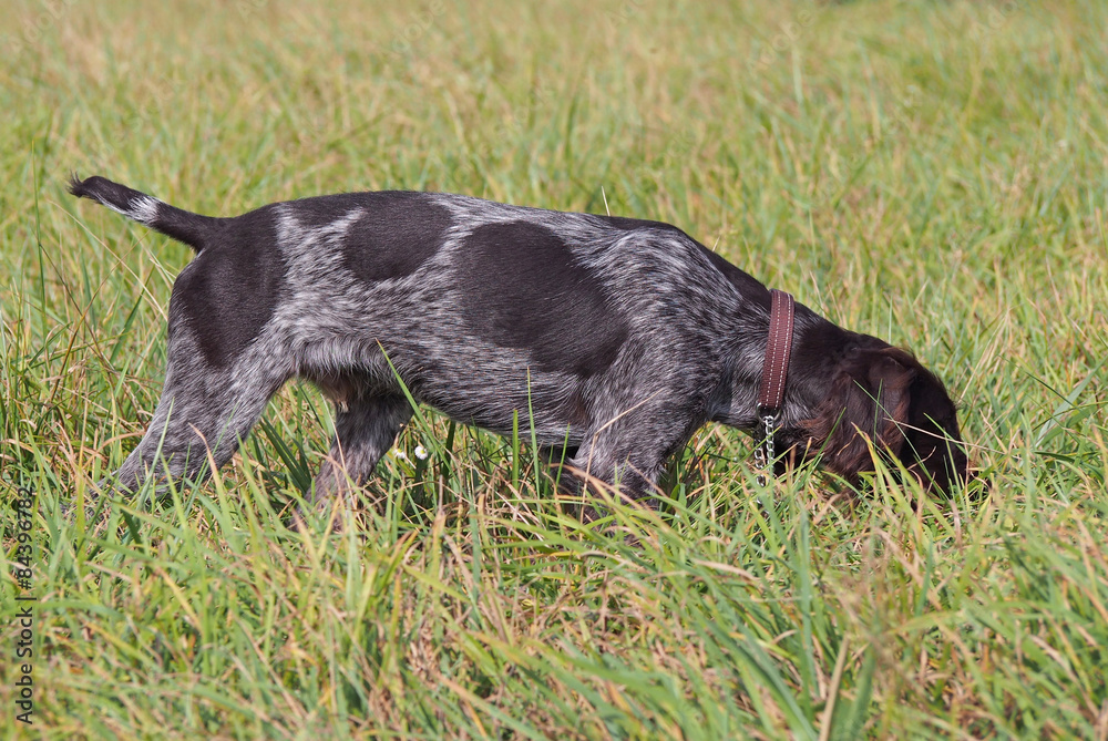 Puppy of breed German Pointer studies to hunt in the field terms 