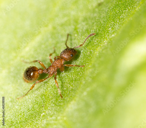 Ant on a green leaf. close © schankz
