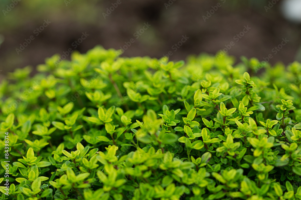 Lemon Thyme spice in the garden Lemon Thyme spice in the garden