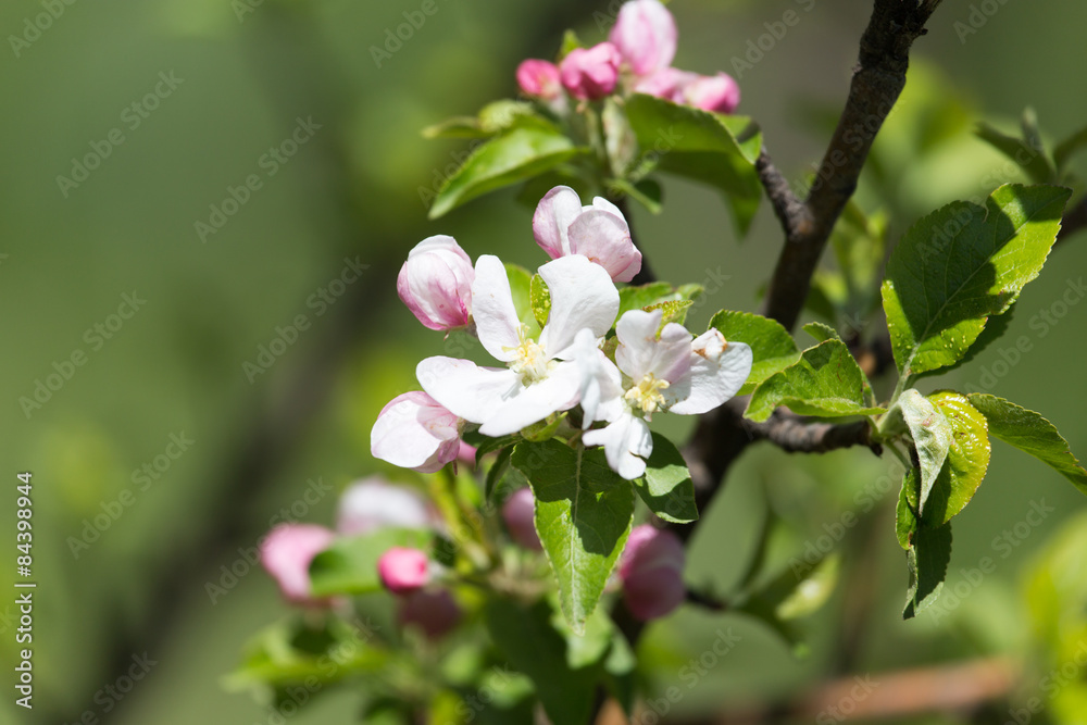 beautiful flowers on the branches of apple trees beautiful flowers on the branches of apple trees