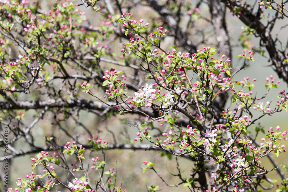 beautiful flowers on the branches of apple trees