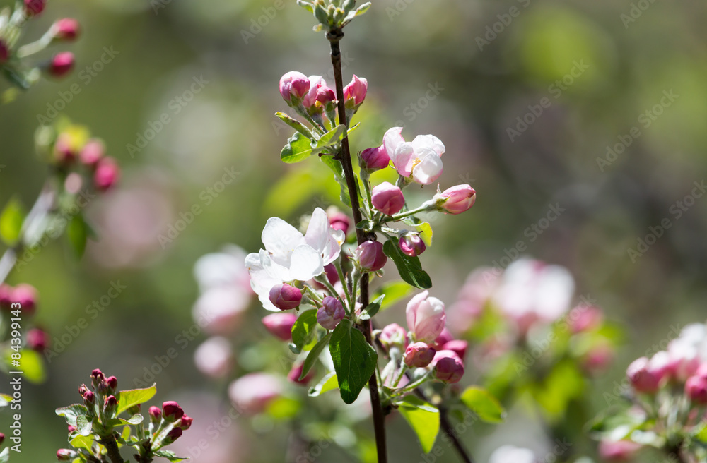 beautiful flowers on the branches of apple trees beautiful flowers on the branches of apple trees