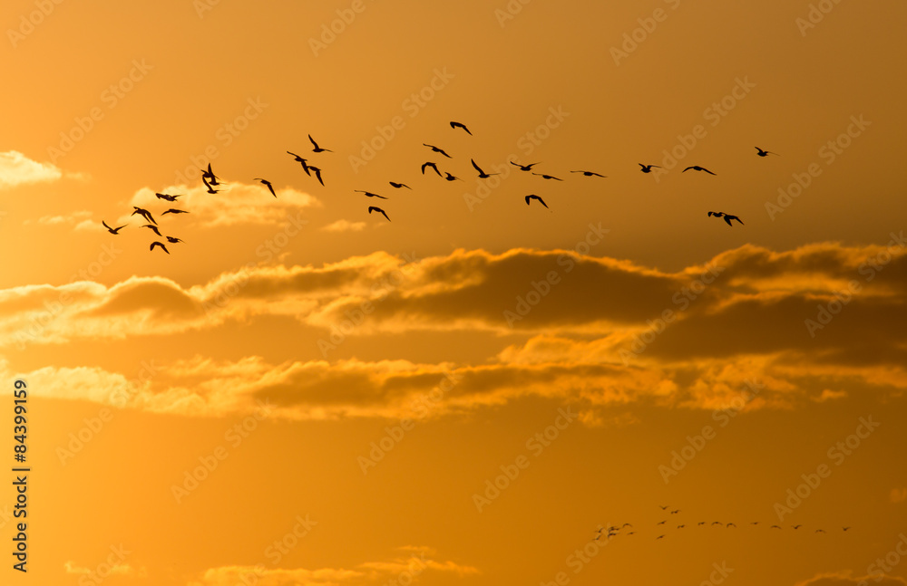 a flock of birds at dawn, the sun