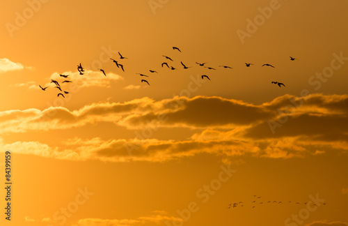 a flock of birds at dawn, the sun © schankz