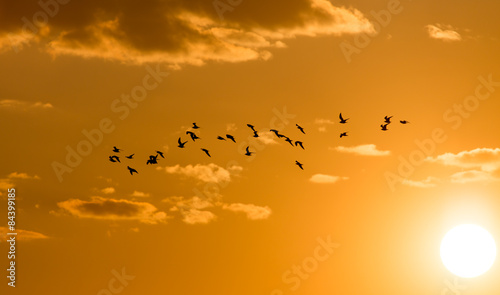 a flock of birds at dawn, the sun © schankz