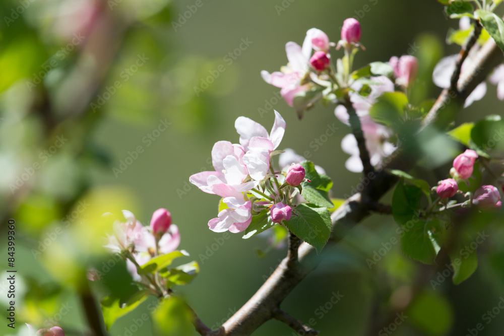 beautiful flowers on the branches of apple trees beautiful flowers on the branches of apple trees