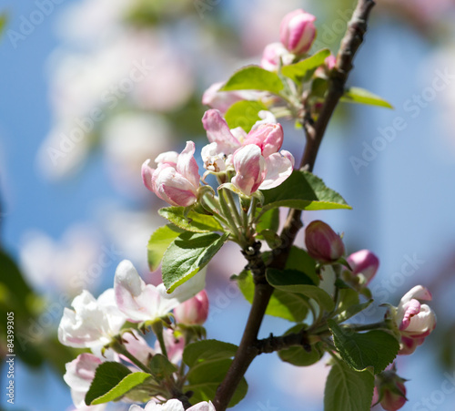 beautiful flowers on the branches of apple trees