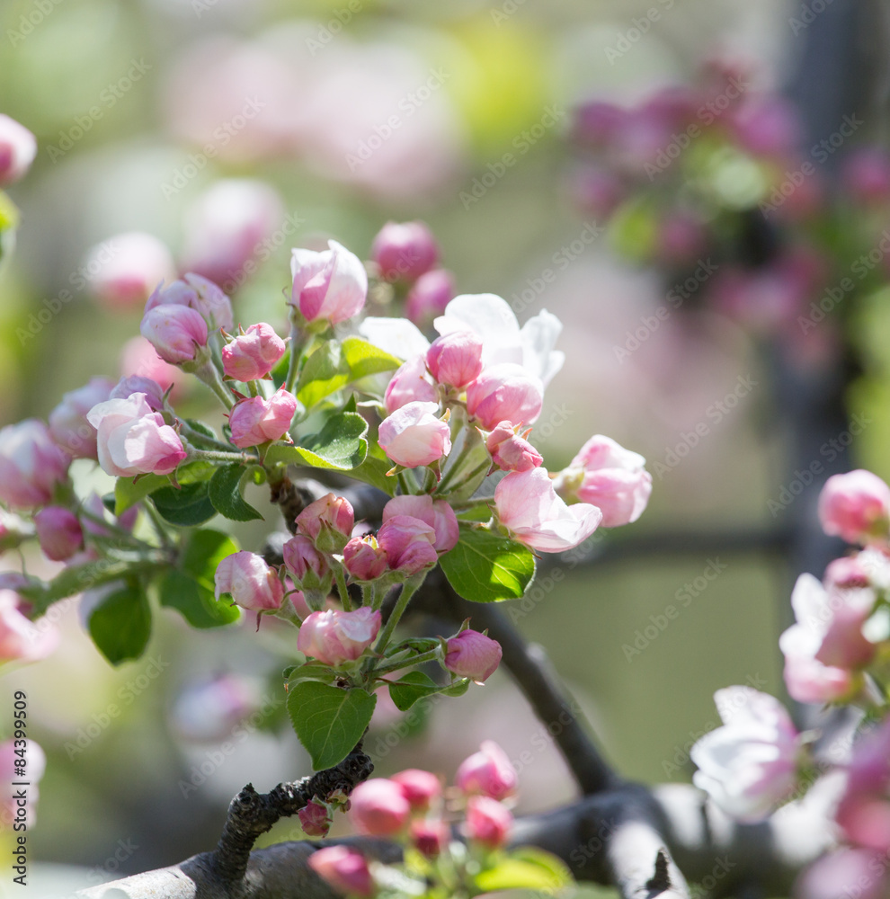 beautiful flowers on the branches of apple trees beautiful flowers on the branches of apple trees