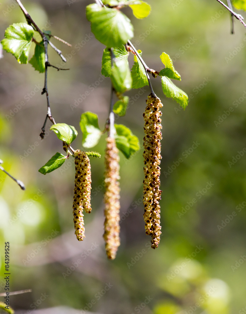 Fototapeta premium Birch flowers in nature