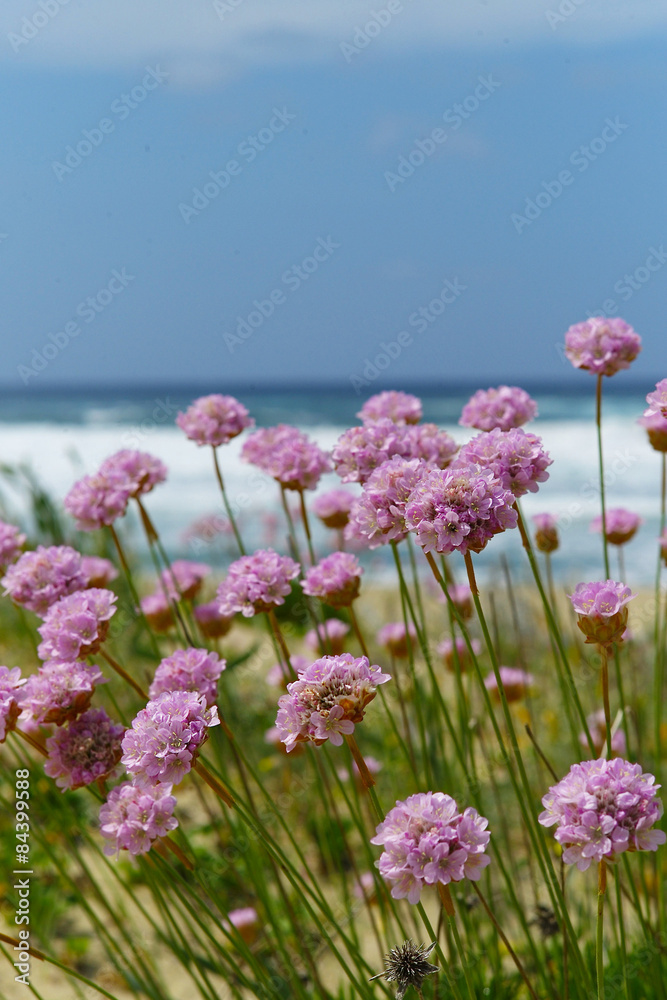 Fototapeta premium fiori sulla spiaggia