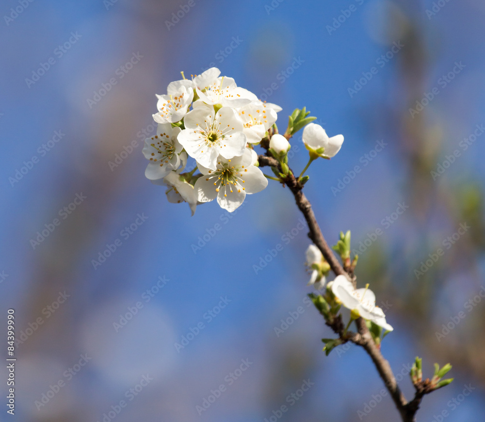 Beautiful flowers on the tree in nature Beautiful flowers on the tree in nature