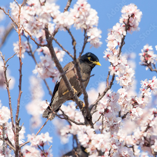 Starling on a tree with flowers