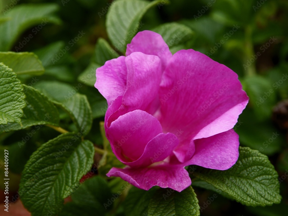 wild rose-rosa Canina bush with pink flower wild rose-rosa Canina bush with pink flower