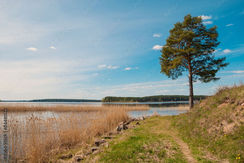 Fototapeta premium Landscape with pines on the shores of Lake Seliger