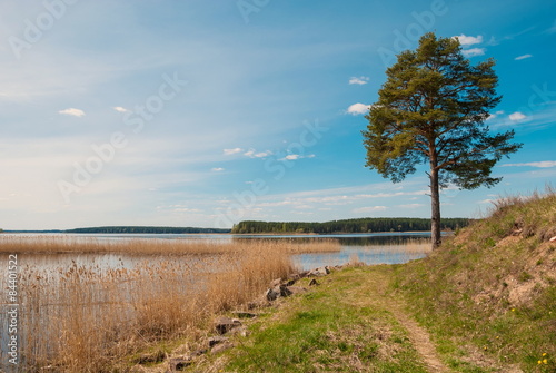 Landscape with pines on the shores of Lake Seliger